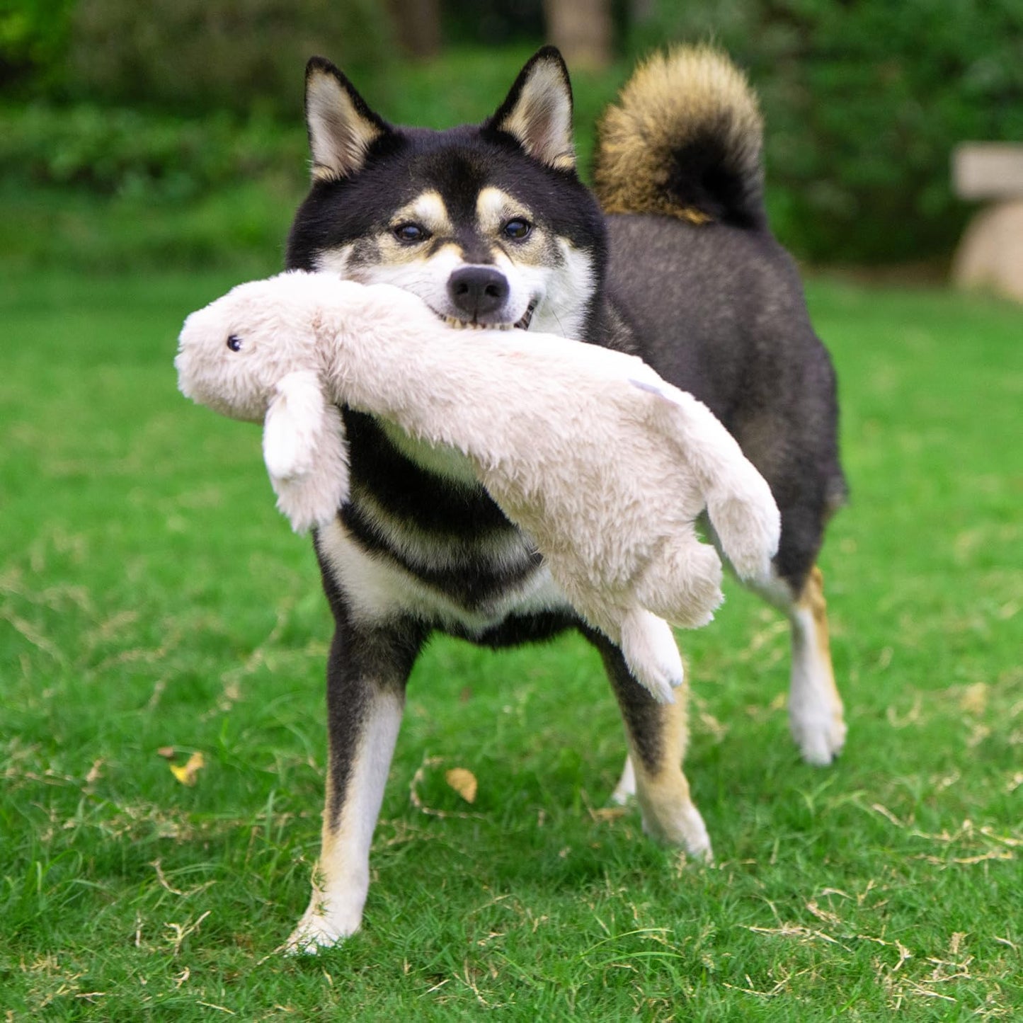 2-In-1 Stuffless Squeaky Dog Toys with Soft, Durable Fabric for Small, Medium, and Large Pets, No Stuffing for Indoor Play, Holds a Plastic Bottle - Hare, Medium